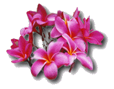 plumeria