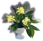 Picture for category Patio Plumeria