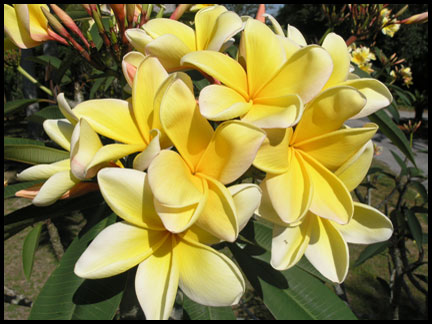 Picture of Aztec Gold