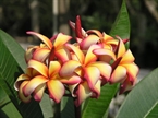 Picture of Puu Kahea