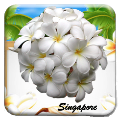 plumeria singapore