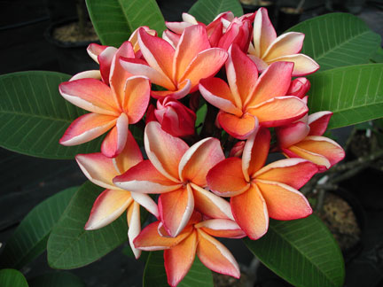 Penang Peach