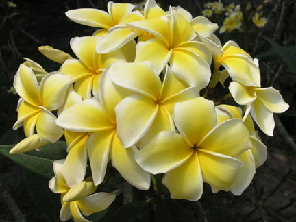 Celadine